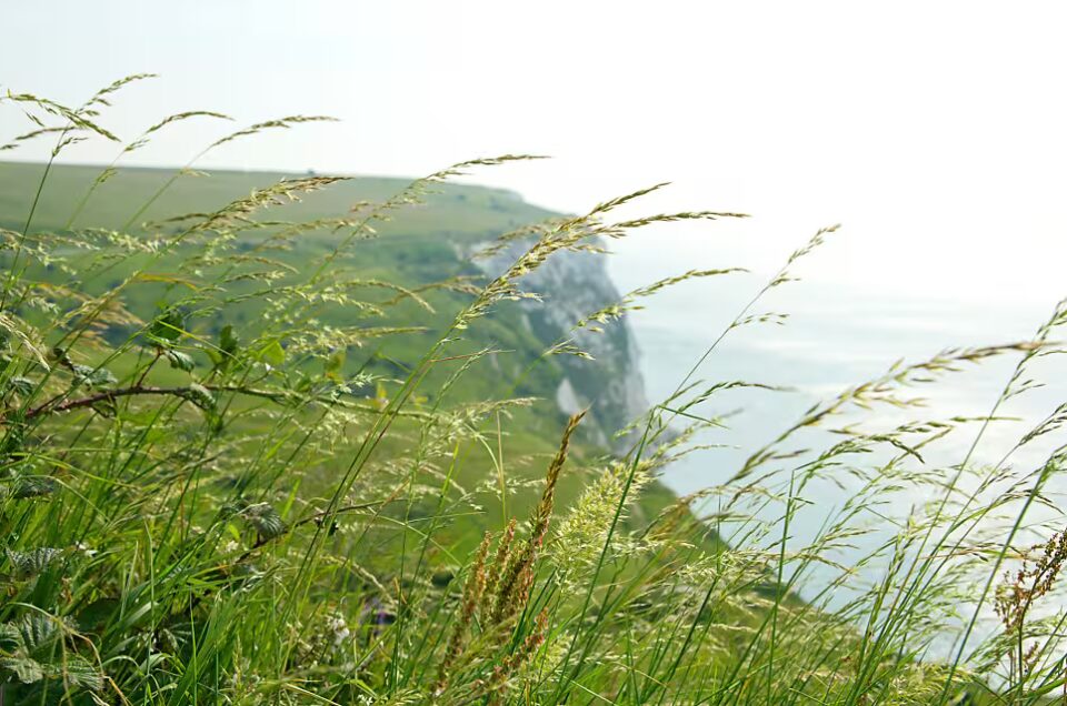 White Cliffs of Dover