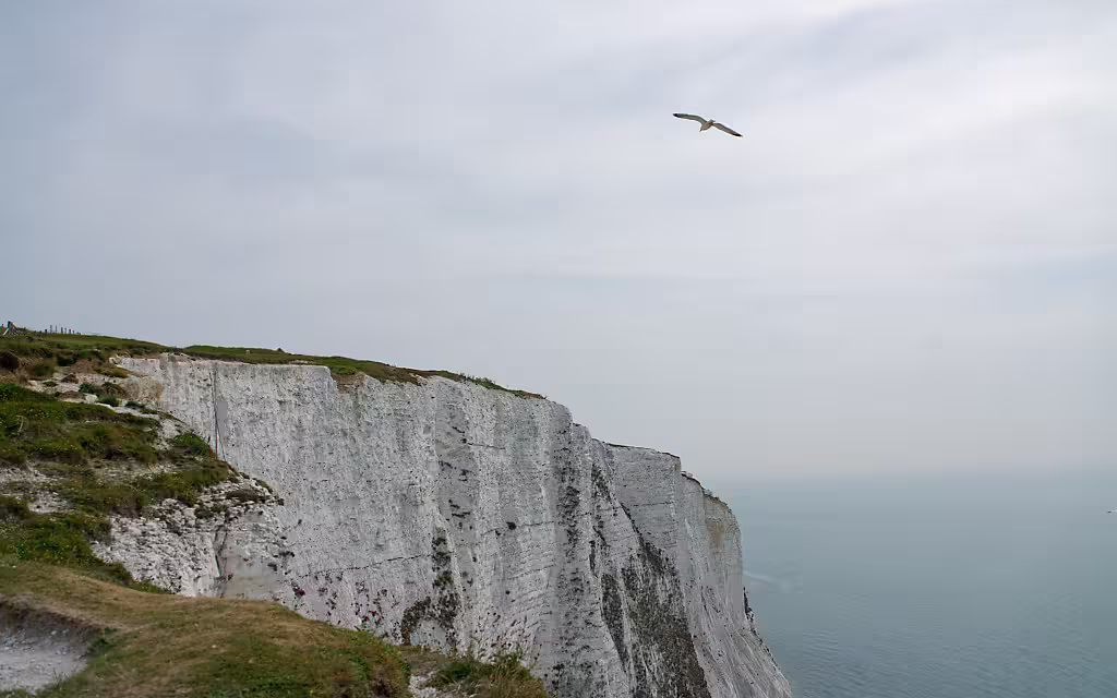 Die Kreidefelsen von Dover. Oberhalb kreist eine Möwe. Blaues Meer und blauer Himmel sind zu erkennen