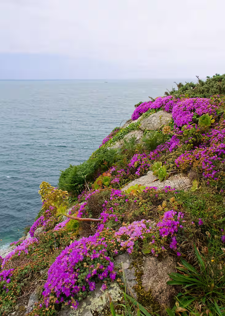Mittagsblumen (Delosperma) vor der Küste