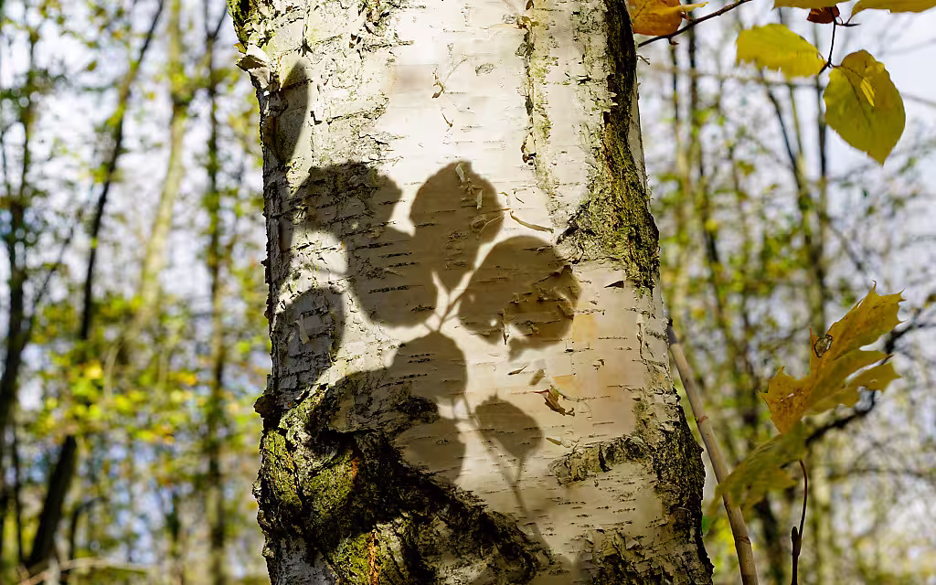 Blätter werfen ihren Schatten auf einen Buchenstamm am Ettersberg bei Buchenwald