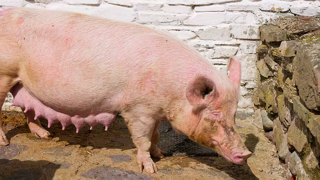 Bild eines Schweines im Stall – Farmtiere Stockfotografie