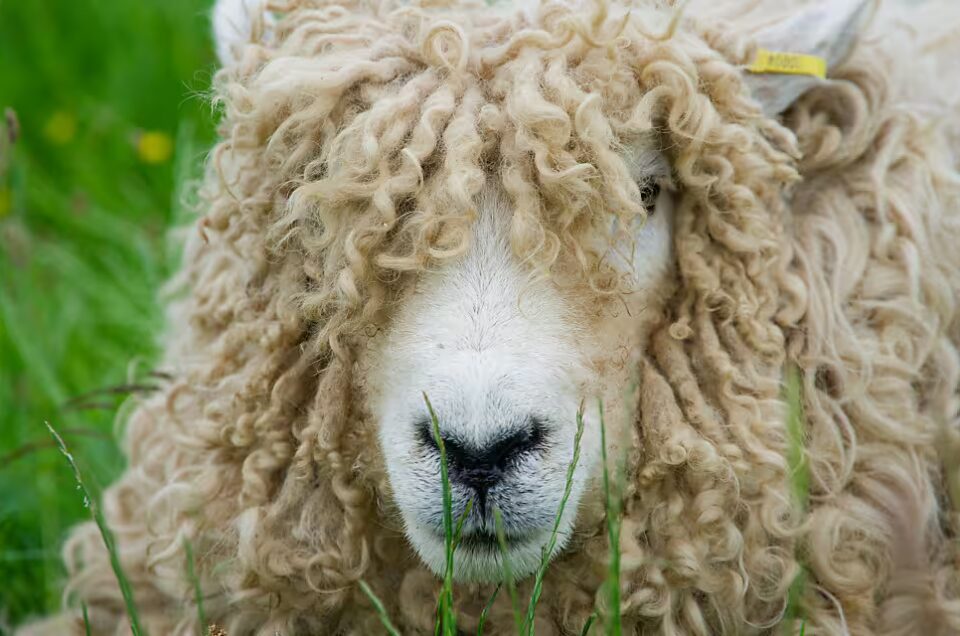 adult sheep on a green meadow