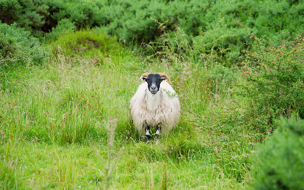 Scottish Blackface-Schaf