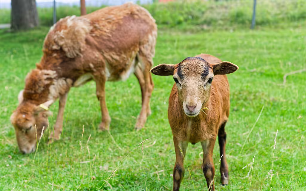 Kamerunschaf – Ovis orientalis aries