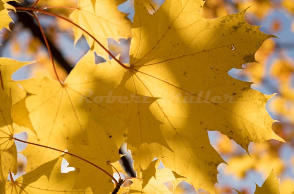 Herbst - Autumn - Fall