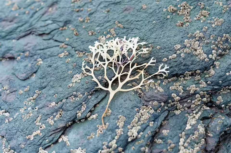 Eine filigrane Alge auf einem Stein am Strand