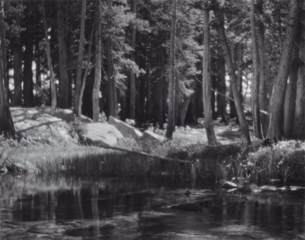 Lodgepole Pines, Lyell Fork des Merced River, Yosemite National Park Ansel Adams, 1921