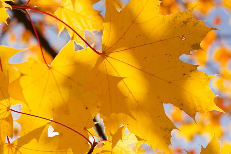 Herbst – eine der schönsten Jahreszeiten