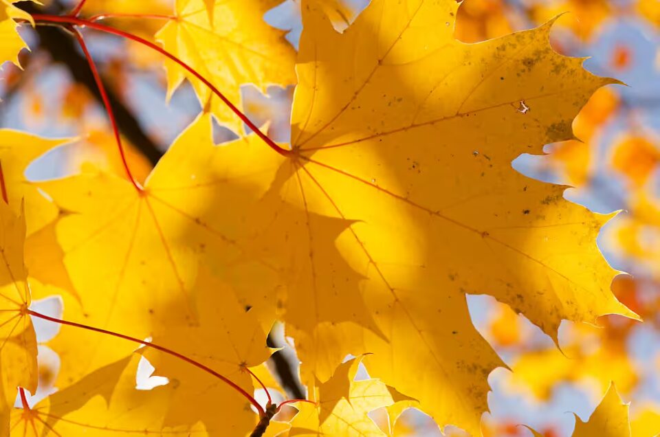 Herbst – eine der schönsten Jahreszeiten