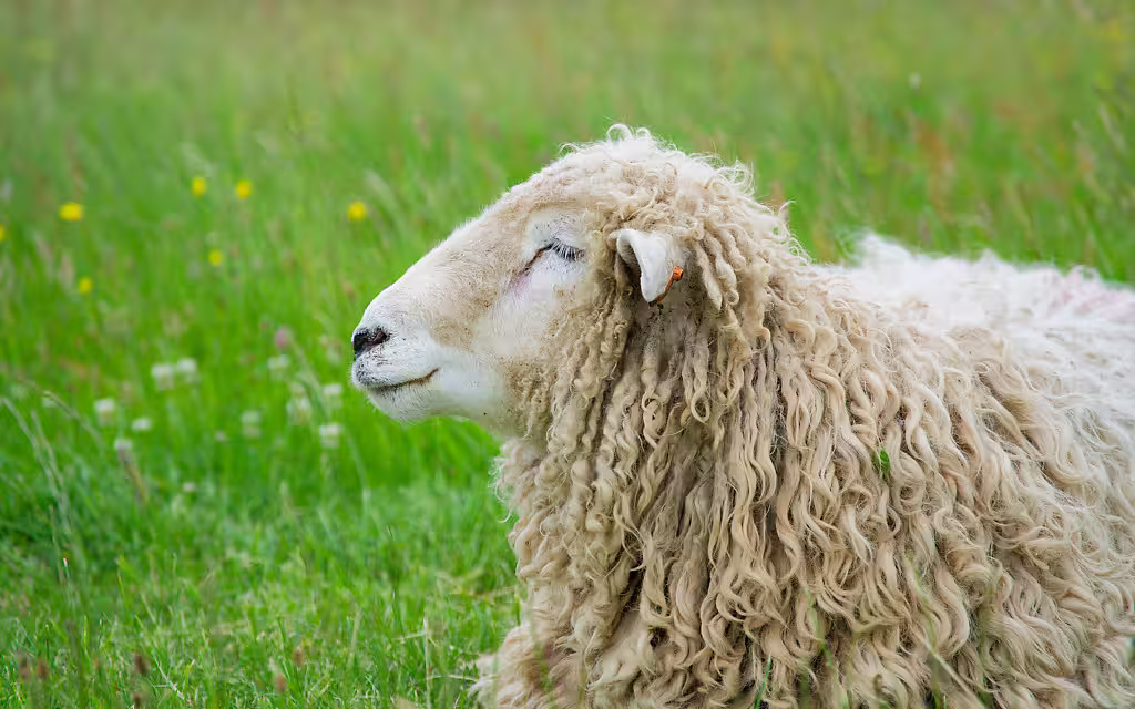 Schaf auf Wiese