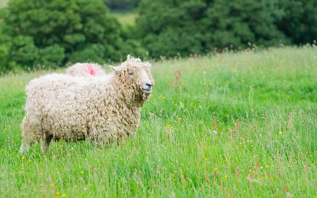 unshorn sheep on green grass