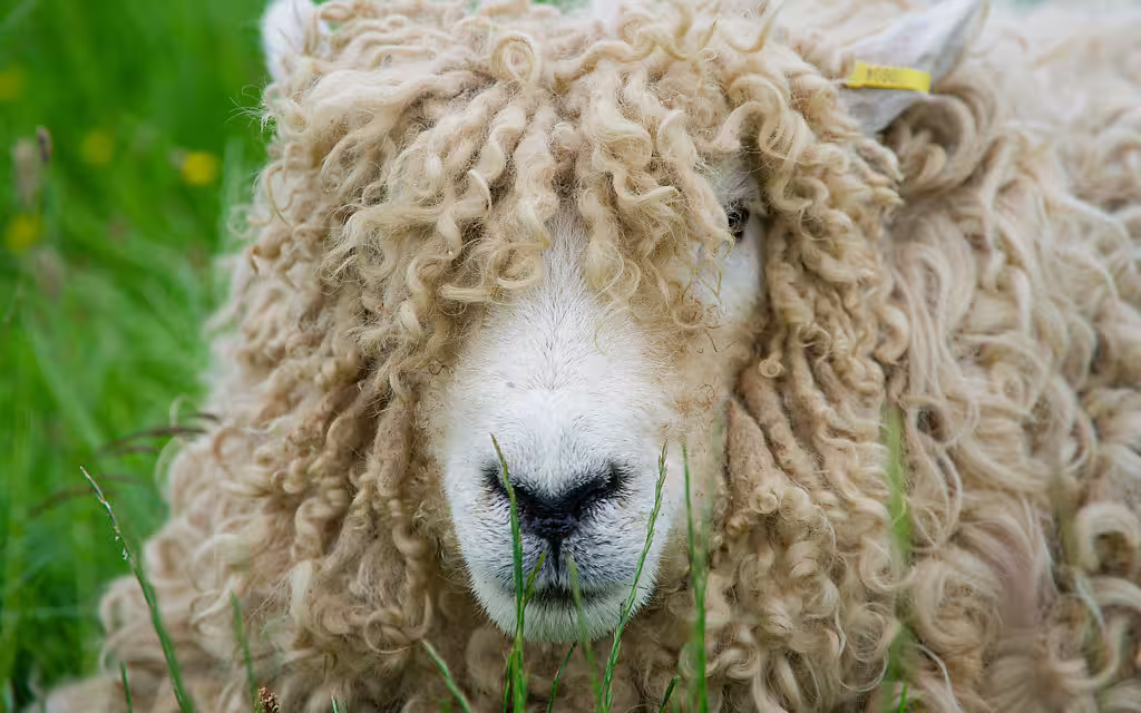 adult sheep on a green meadow